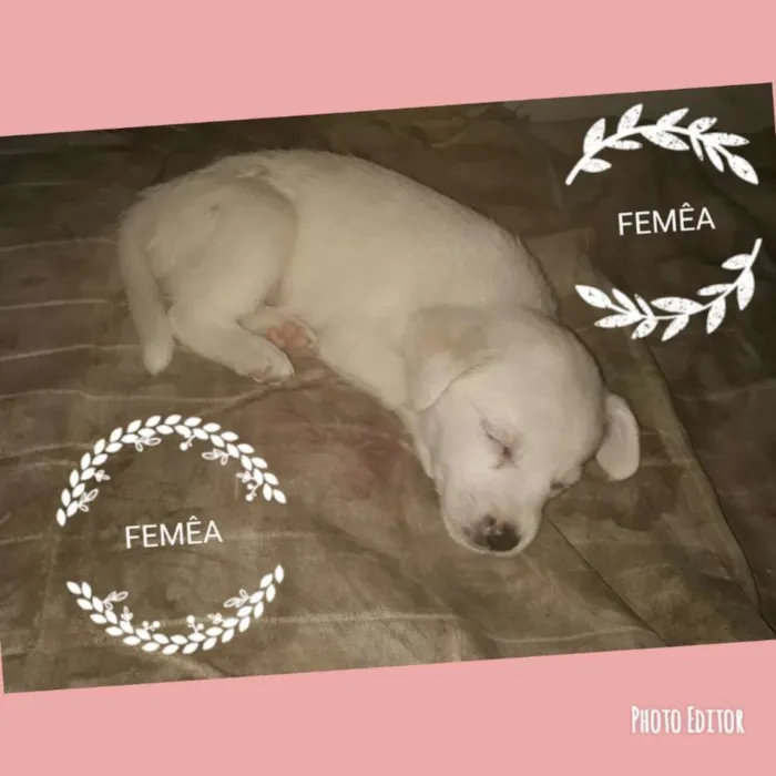 Cachorro ra a Vira lata misturado com pinche idade Abaixo de 2 meses nome Ariel,  Thor , 
