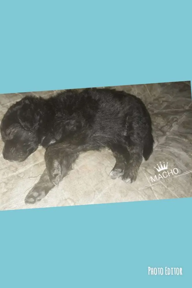 Cachorro ra a Vira lata misturado com pinche idade Abaixo de 2 meses nome Ariel,  Thor , 