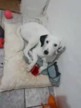 Pérola 