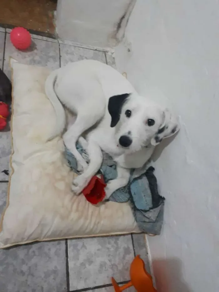 Cachorro ra a  idade 7 a 11 meses nome Pérola 