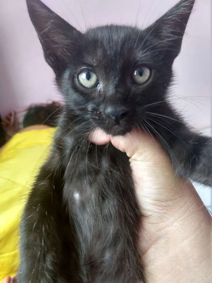 Gato raça Vira lata idade 2 a 6 meses nome Não demos nomes 