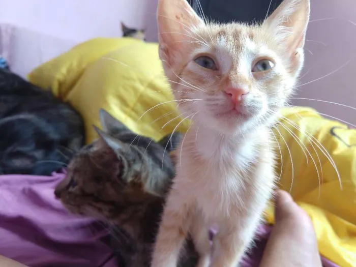 Gato raça Vira lata idade 2 a 6 meses nome Não demos nomes 