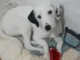 Pérola 