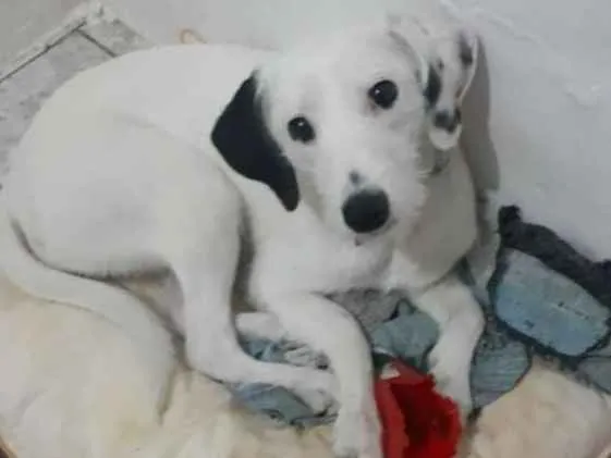 Cachorro ra a  idade 7 a 11 meses nome Pérola 