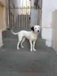 Pérola 