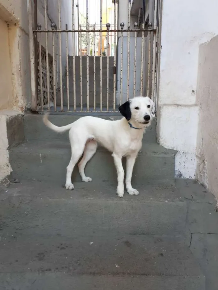 Cachorro ra a  idade 7 a 11 meses nome Pérola 