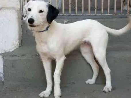 Cachorro ra a  idade 7 a 11 meses nome Pérola 