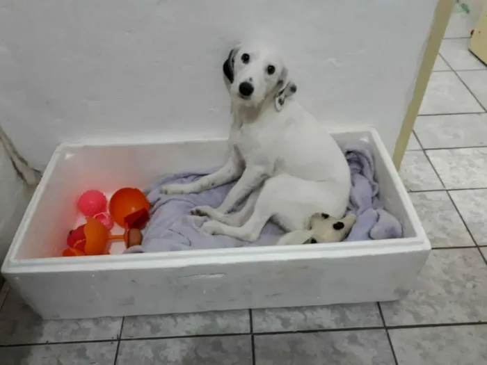 Cachorro ra a  idade 7 a 11 meses nome Pérola 
