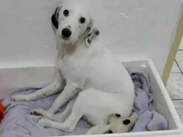 Cachorro ra a  idade 7 a 11 meses nome Pérola 