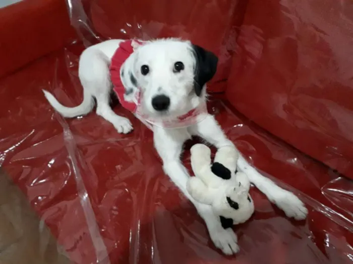 Cachorro ra a  idade 7 a 11 meses nome Pérola 