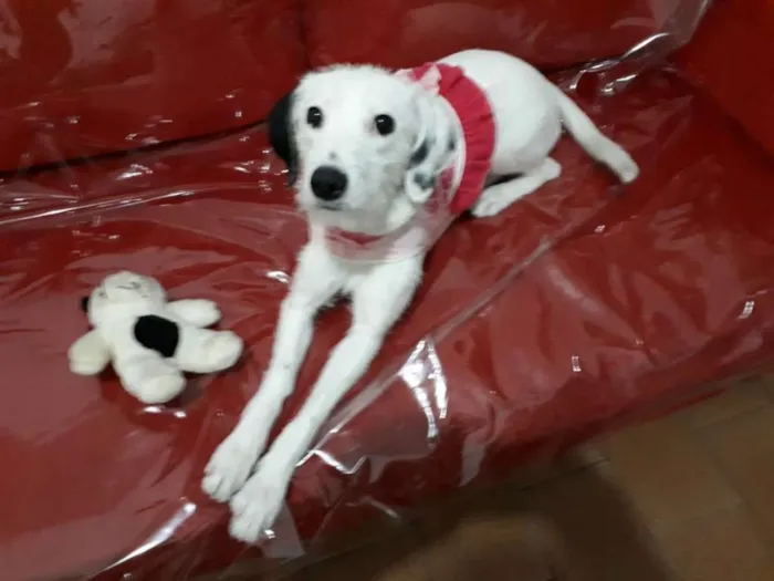 Cachorro ra a  idade 7 a 11 meses nome Pérola 