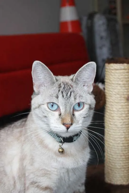 Gato ra a Desconhecida idade 2 anos nome Beach