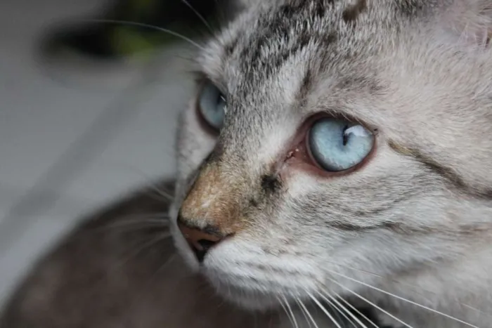 Gato ra a Desconhecida idade 2 anos nome Beach