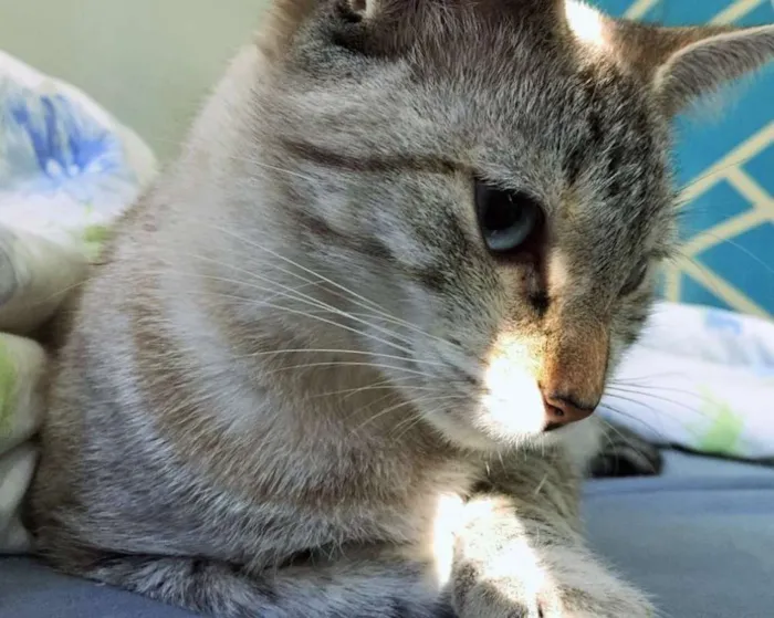 Gato ra a Desconhecida idade 2 anos nome Beach