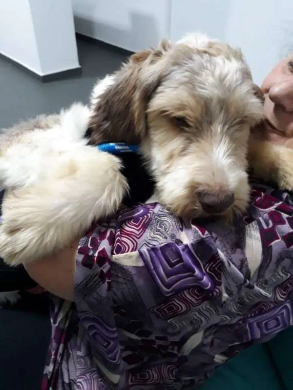 Cachorro ra a SRD idade 1 ano nome CAIO