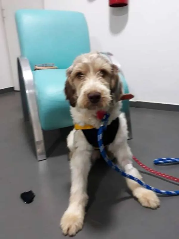 Cachorro ra a SRD idade 1 ano nome CAIO