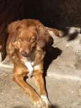 Mel