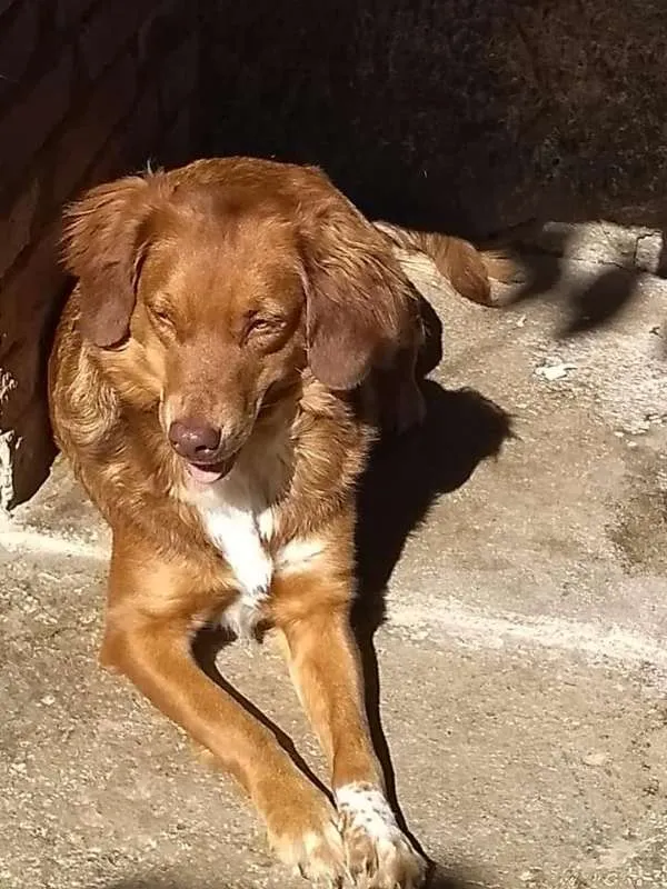 Cachorro ra a srd idade 3 anos nome Mel