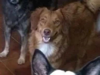 Cachorro ra a srd idade 3 anos nome Mel