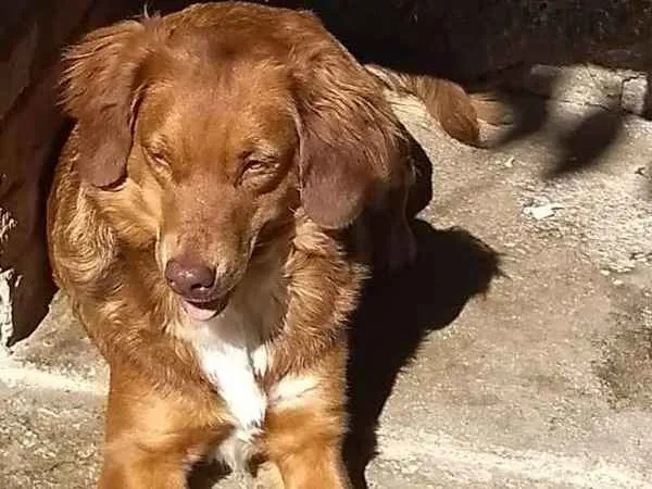 Cachorro ra a srd idade 3 anos nome Mel