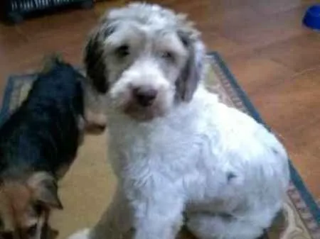 Cachorro ra a SRD idade 1 ano nome CAIO