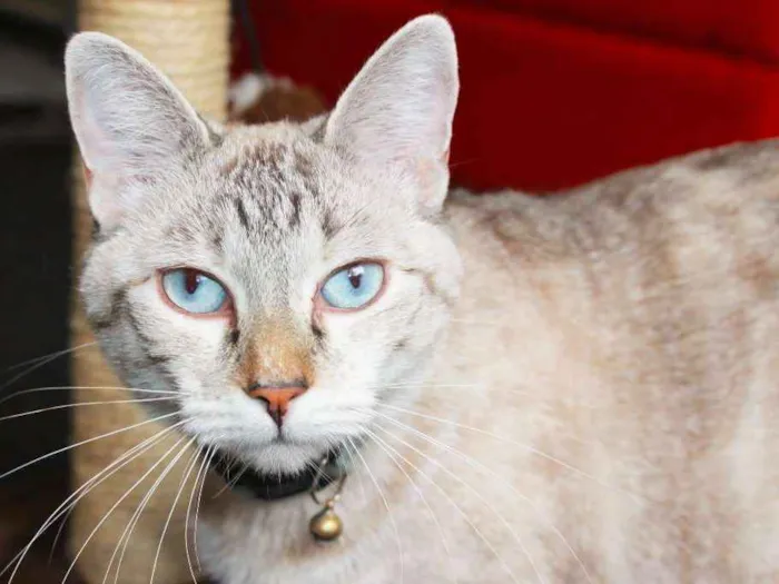 Gato ra a Desconhecida idade 2 anos nome Beach