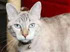 Gato raça Desconhecida idade 2 anos nome Beach