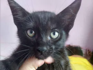 Gato raça Vira lata idade 2 a 6 meses nome Não demos nomes 