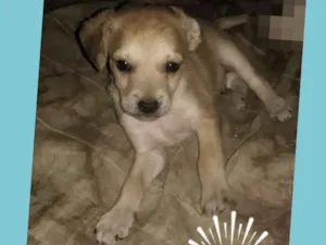 Cachorro raça Vira lata misturado com pinche idade Abaixo de 2 meses nome Ariel,  Thor , 