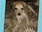 Cachorro raça Vira lata misturado com pinche idade Abaixo de 2 meses nome Ariel,  Thor , 