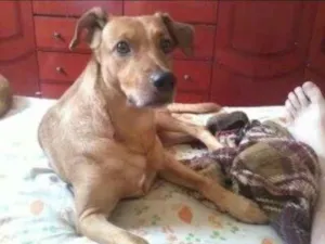 Cachorro raça Viralata idade 6 ou mais anos nome Toby