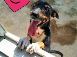Cachorro raça SRD idade 3 anos nome Anita