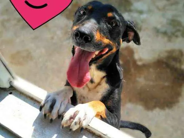 Cachorro ra a SRD idade 3 anos nome Anita