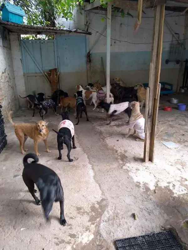 Cachorro ra a srd idade  nome Diana