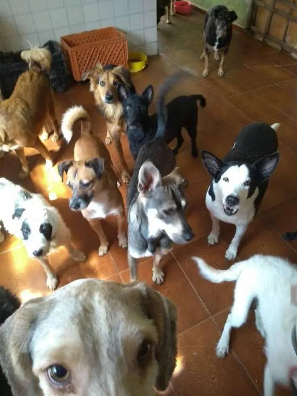 Cachorro ra a srd idade  nome Diana