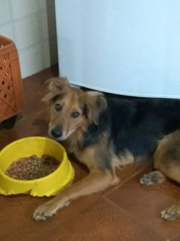 Cachorro ra a srd idade  nome Diana