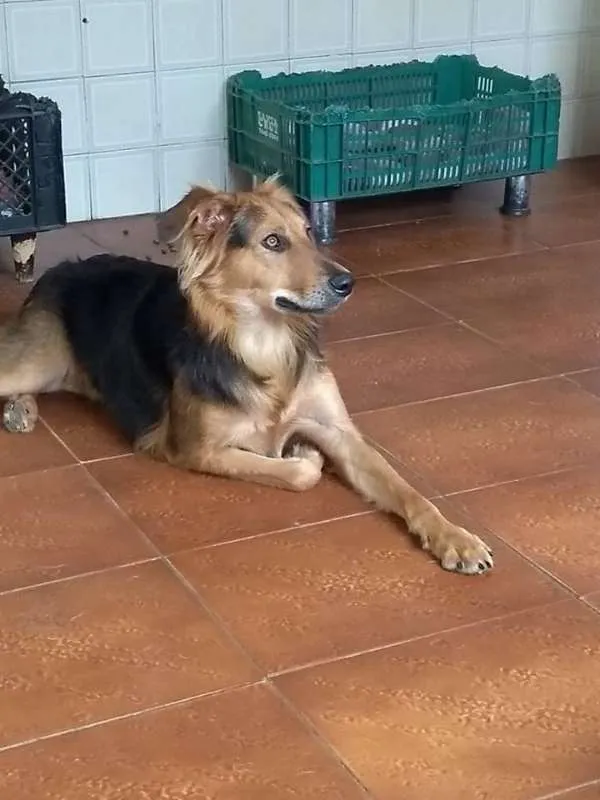 Cachorro ra a srd idade  nome Diana