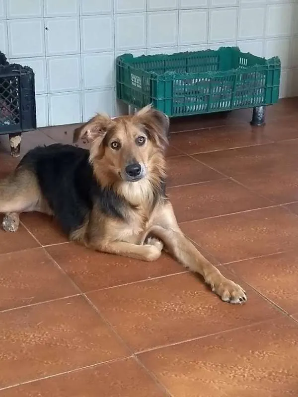Cachorro ra a srd idade  nome Diana