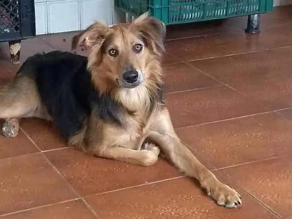 Cachorro ra a srd idade  nome Diana