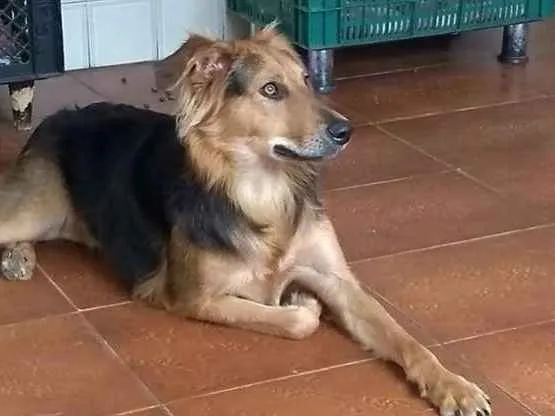 Cachorro ra a srd idade  nome Diana