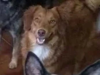 Cachorro ra a srd idade 3 anos nome Mel