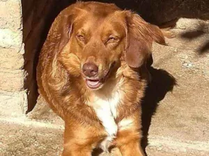 Cachorro raça srd idade 3 anos nome Mel