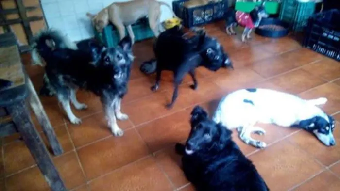 Cachorro ra a srd idade  nome Romeu