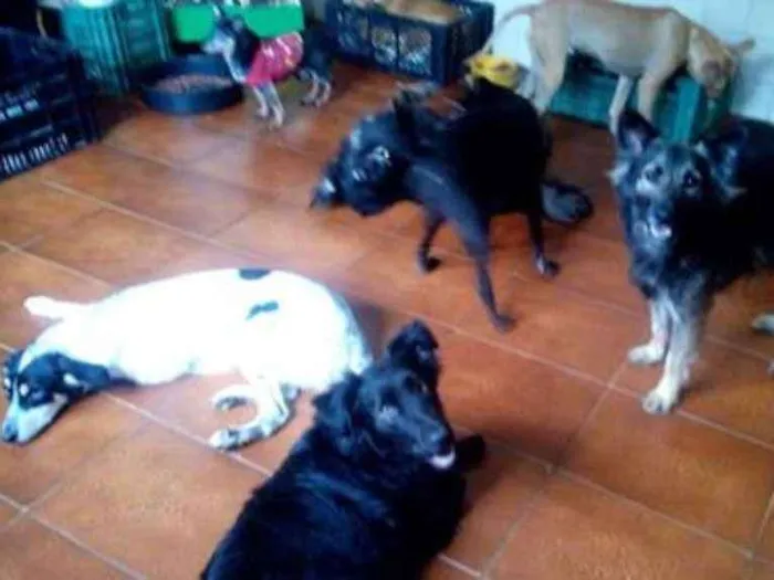 Cachorro ra a srd idade  nome Romeu