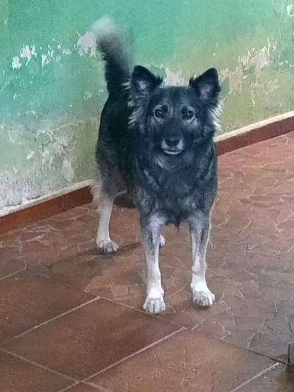 Cachorro ra a srd idade  nome Romeu