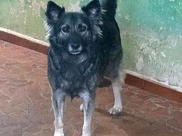 Cachorro ra a srd idade  nome Romeu