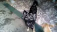 Romeu