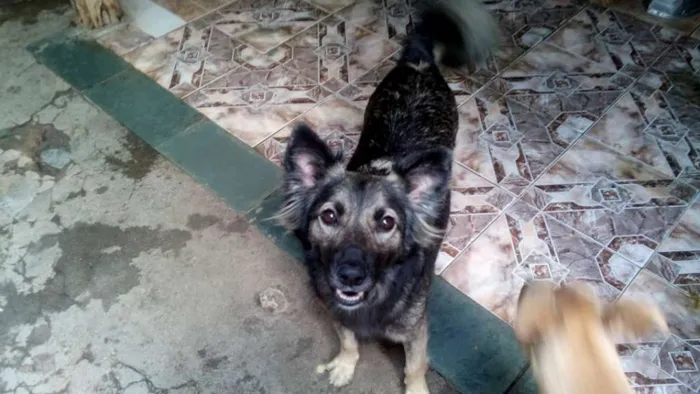 Cachorro ra a srd idade  nome Romeu