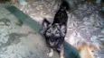 Romeu