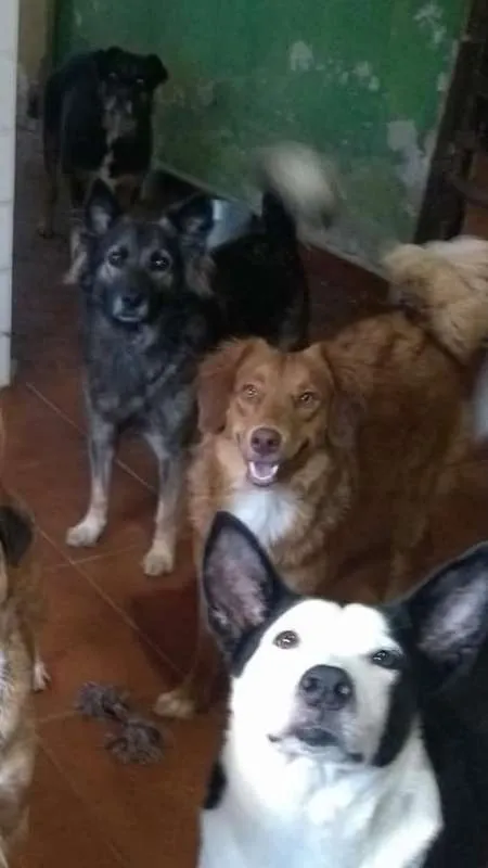 Cachorro ra a srd idade  nome Romeu